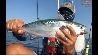 False Albacore #2 Offshore Topwater