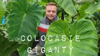 Spacer Po Ogrodzie - Wielkie Kolokazje (Ucho Słonia) Eskulenta, Gigantea, Leucocasia Odc. 89
