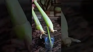 easy tips to grow lemon grass at home #gardening #plant care#shorts feed#short video