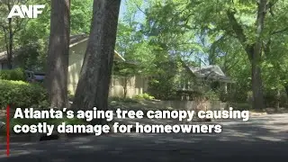 Atlanta&rsquo;s aging tree canopy causing costly damage for homeowners