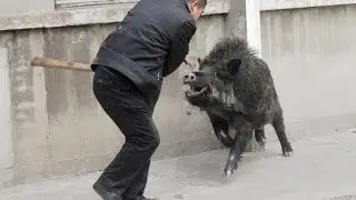 Wolf vs Pig (original video)