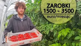 Praca we Francji przy czerwonych owocach - akord #30