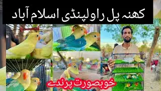 Khanna Pul  Islamabad bird Mandi Ma sasty or khubsurat love birds