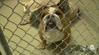 South Florida animal rescues relieve New Orleans' shelters
