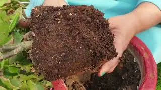 Kalanchoe Plant Me Maximum Flowers Kaise Laaye | How to get more flowers in Kalanchoe Plant