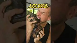 CHOCOLATE PUDDING FRUIT! BLACK SAPOTE FRUITARIAN
