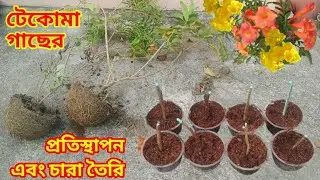 টেকোমা গাছের প্রতিস্থাপন এবং চারা তৈরি / Tecoma plant Repotting & Cuttings Grow
