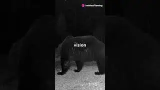 Bears' Amazing Night Vision Explained!  #animaleducation #bearfacts #bear #facts #mammal #wildlife