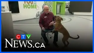 Adopt Jenkins, the Regina Humane Society's Pet of the Week
