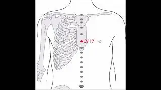 2 A Acupuncture, 17 RM,  Dan Zhong, 膻中, régulariser le Réchauffeur Supérieur