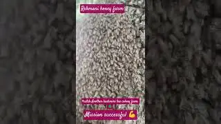 #Today catch another kashmiri bee colony from tree🌲# Mission successful 💪