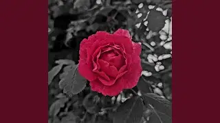 Et Pétales De Roses