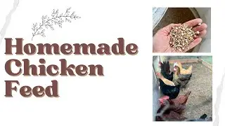 Homemade Corn and Soy Free Chicken Feed | How to Ferment Chicken Feed