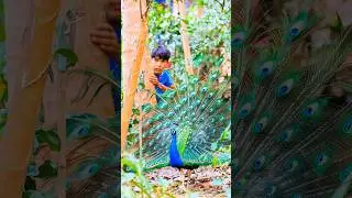 Beautiful peacock catching in the forest #peacock #birds #animals #shortsvideo #shorts #wildlife