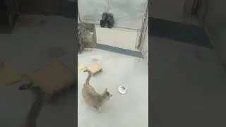 Ate enough?  #cats #world #pets #nepal #cat #lilli #life #lifestyle #india #usa #uk