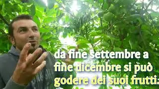 Intervista sull'annona | L'Orto di Rosolino
