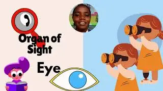 Our 5 Super Senses! Sensory Organs Explained for Kids (Science Lesson K-3)
