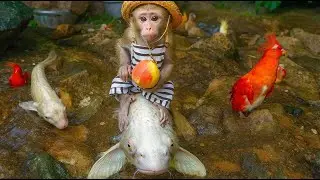 Ken Monkey vacation of Ken Monkey and cute koi fish | @animalshomeht