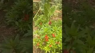 Manfaat bunga Pacar Air untuk Kesehatan Tubuh