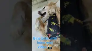 #cute dog 🐕 viral video short #ytshorts #Save animal😊