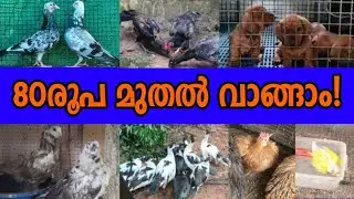 🤍From Rs. 80💖Pigeon🤣Birds😁Sale Post Kerala❤&zwj;🔥Hen🚶Pravu farm💎Kerala Birds Farm❤️&zwj;🩹Sale Post Daily🙂