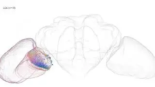 Li26, a Drosophila Optic Lobe Intrinsic Neuron from optic-lobe:v1.0 (short)
