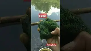 Mancing Ikan Nila Umpan Lumut.#shorts #shortsfeed #mancingrawa #mancingrawapening #mujaer #nila