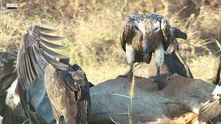 Ep 3: At the Vulture Restaurant | Red-headed, Slender-billed and the White-rumped Vulture |