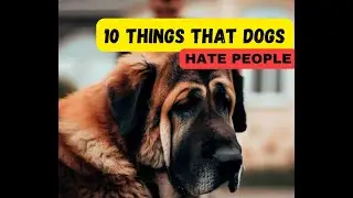 10 THINGS DOGS HATE ABOUT PEOPLE
