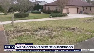 Wild hogs plowing through Clermont neighborhood