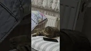 🪬Maya The Cat 🧿🧷 Watching TV Time! 🐾 🐾