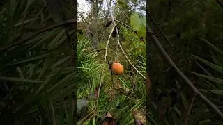 Foraging Wild Persimmons 🧡 #autumn #fall #wilderness #foraging #wild #fruit
