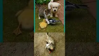 Puppy, Kitten, Bird & Duckling Playing Together 🐶🐱🐦🦆 | Real Cat Relaxing Below 😺
