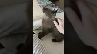 Bombay kittens need lots of love