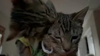 Video of adoptable pet named BamBam