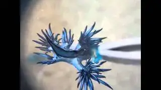 Nudibranch eating blue bottle sting...