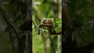 Incredible 4K Nature Scenes Narrated By David Attenborough  BBC Earth_chapter_26