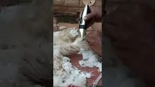 cat haircut machine #cat #shorts