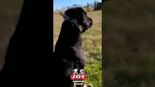 A beautiful day for retrieving #FueledByJoy #JOYDogFood #birddog #gundog #labrador #duckhunting #akc