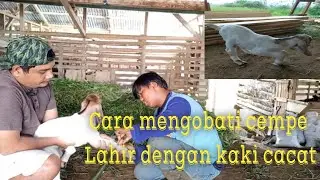 CARA MENYEMBUHKAN KAKI CEMPE ( ANAK KAMBING ) TERLAHIR CACAT