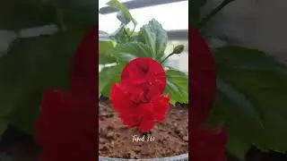 Multilayered Red Hibiscus Bloom | Stunning Layers of Beauty in Nature 🌺✨ | Taped 360 #shorts