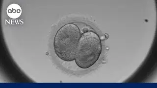 IVF in the spotlight