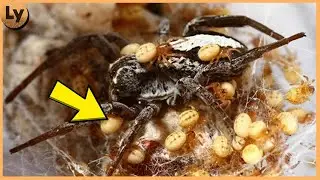 Here's Why Baby Spiders Eat Their Mothers Alive