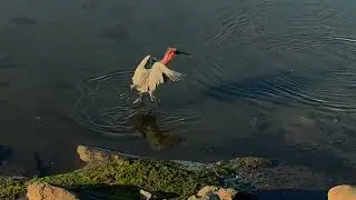 Reddish egret fishing