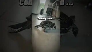Turtle tec decks coming soon &hellip;#turtle #tecdeck #FishTok #turtlesoftiktok #turtlesquad🐢