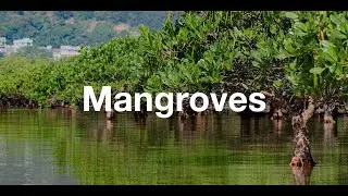 Mangrove conservation | 2023 | Kyle Obermann x Hong Kong Stories