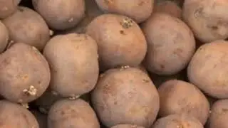 Our Culture is Horticulture | Documentary | AdShop