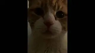 El Meowcho: The Cat Who Purred in Spanish #cats #shortsfeed