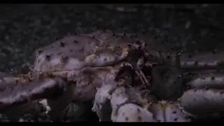 Biodiversity in The Gulf of Alaska