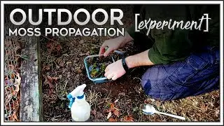 Outdoor Moss Propagation [experiment]